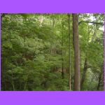 Looking For Falls.jpg